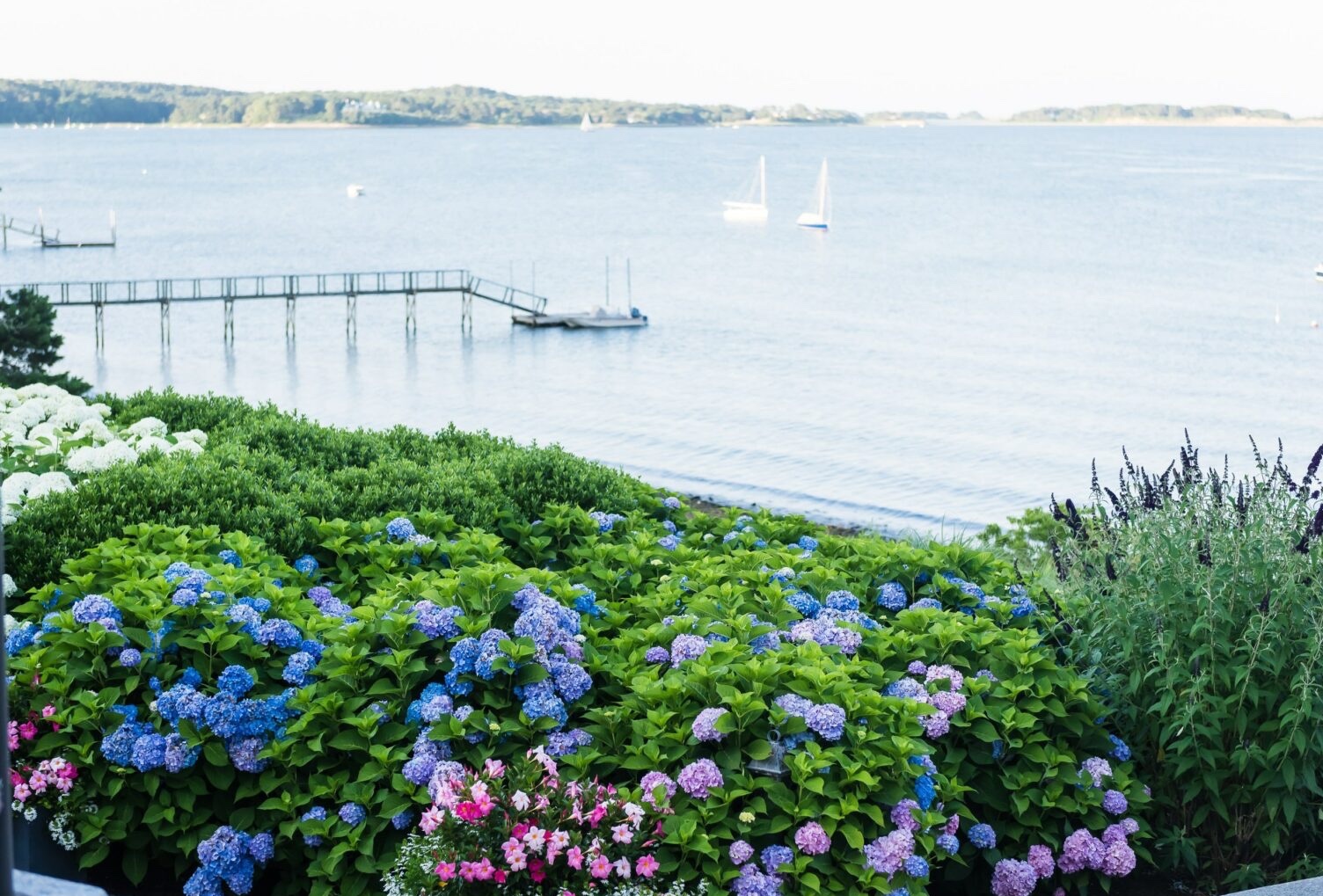 Cape Cod view with hydrangeas and water